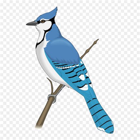 blue jay clipart